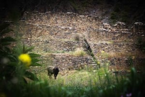 Cusco: Ollantaytambo Half-Day Tour with Guide