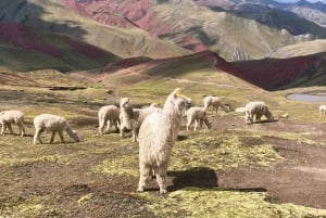 Cusco - Palcoyo Mountain Hike Full Day (Tickets Included)
