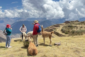 Cusco, Peru: Alpaca Walking Experience