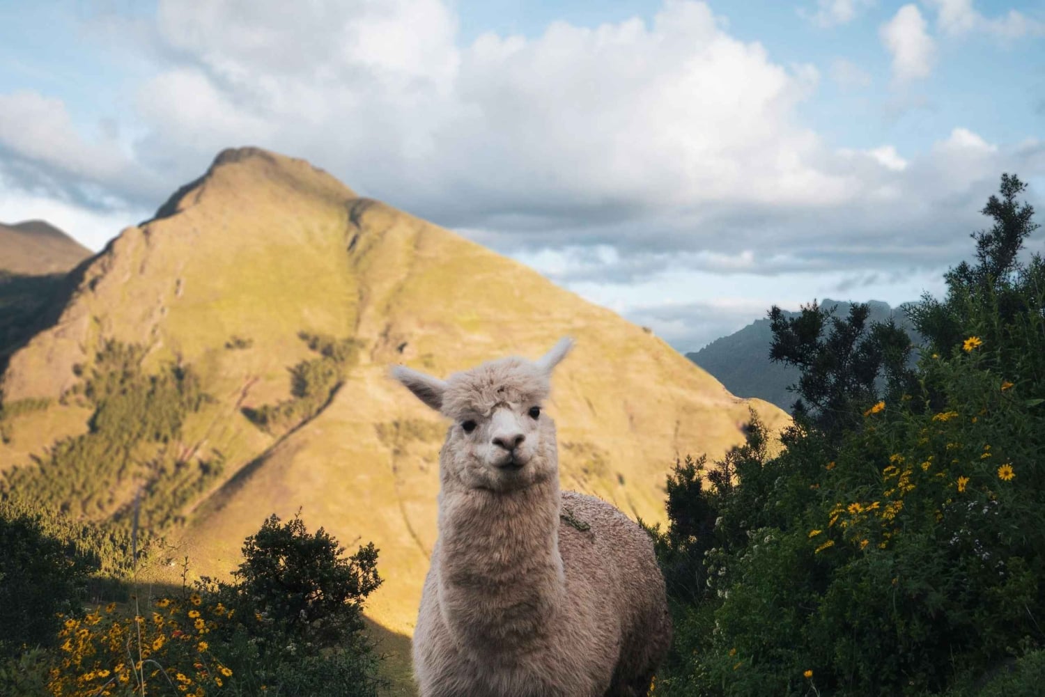 Cusco: Heldagsäventyr på Quelccaya-glaciären