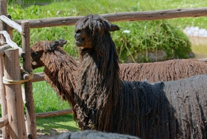 Cusco: Quelccaya Glacier Full-Day Eco Adventure