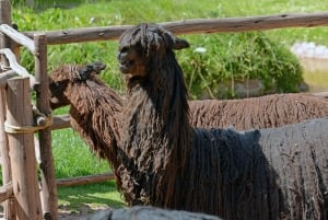 Cusco: Heldagsäventyr på Quelccaya-glaciären