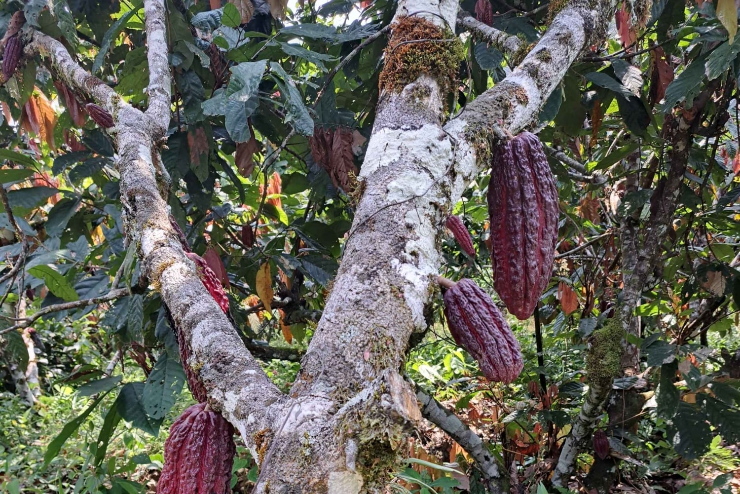 Cusco, Quillabamba. Coffee and Chocolate Experience, aroma tour