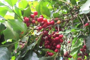 Cusco, Quillabamba. Coffee and Chocolate Experience, aroma tour