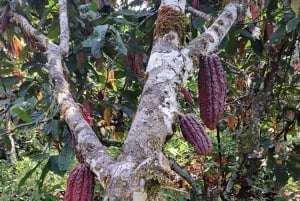 Cusco, Quillabamba. Coffee and Chocolate Experience, aroma tour
