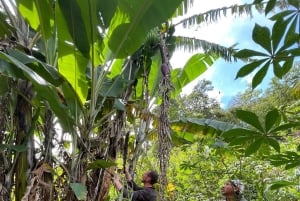 Cusco, Quillabamba. Coffee and Chocolate Experience, aroma tour
