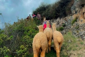 Cusco: Racchi Community Visit with Llama Walk & Lunch