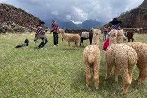Cusco: Racchi Community Visit with Llama Walk & Lunch