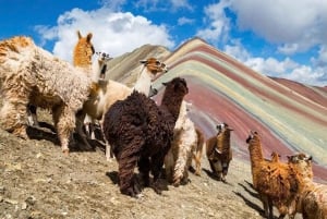 Cusco: Rainbow Mountain & Red Valley Full Day Trip with Meal
