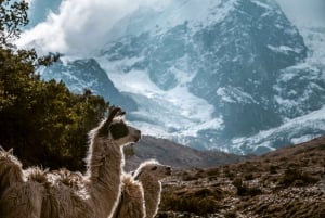 Cusco: Salkantay Trek 4 Days 3 Nights with return by train