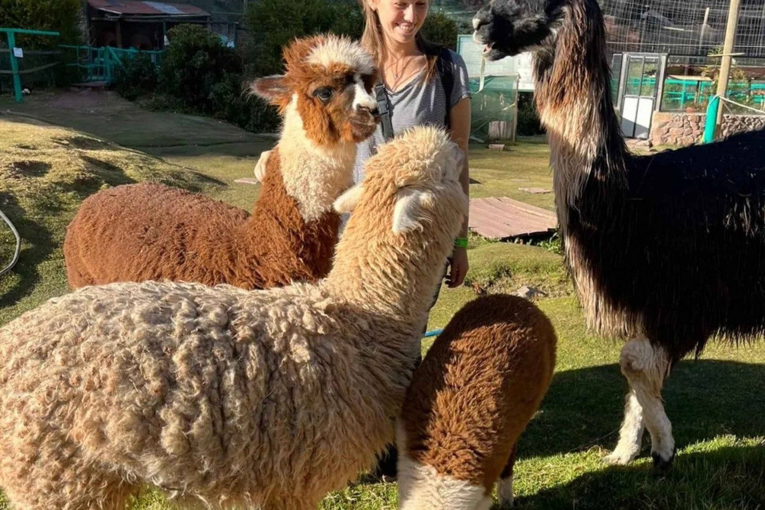 Cusco: Cochahuasi Animal Sanctuary Tour z uratowanymi zwierzętami