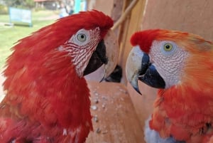Cusco: Dyreparkstur med reddede dyr