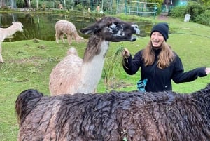 Cusco: Dyreparkstur med reddede dyr