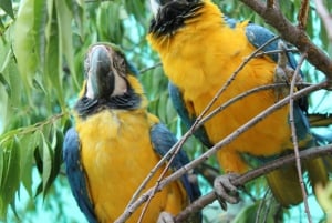 Cusco: Dyreparkstur med reddede dyr
