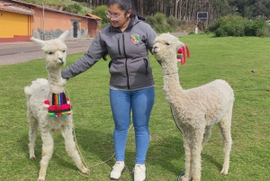 Cusco: Sightseeing Tour of the City on an Open-Top Bus