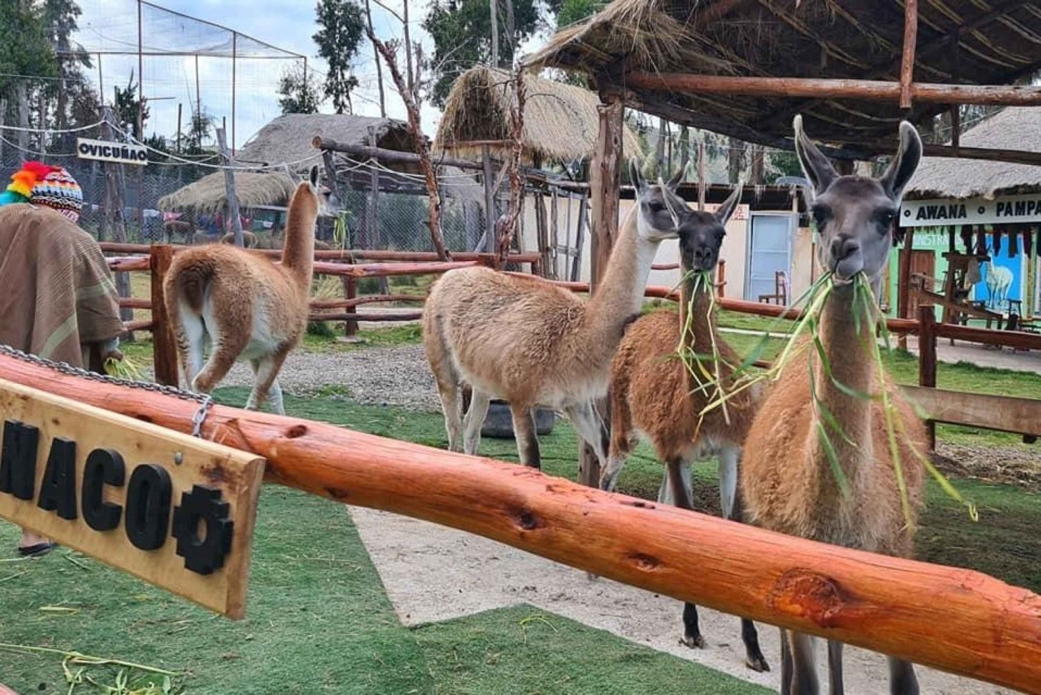Cusco: Excursión a la Granja de Alpacas y Llamas con Traslado y Demostración de Tejido