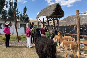 Cusco: Tour to the Alpaca and Llama Farm with weaving tour