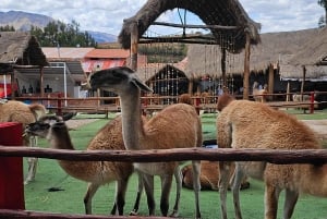 Cusco: Alpakka- ja laamafarmikierros w/ Transfer & Weaving Demo (kuljetus ja kudontaesittely)