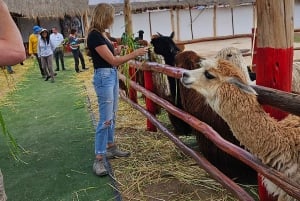 Cusco : Visite d'une ferme d'élevage d'alpagas et de lamas avec transfert et démonstration de tissage