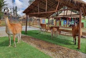 Cusco: Alpakka- ja laamafarmikierros w/ Transfer & Weaving Demo (kuljetus ja kudontaesittely)