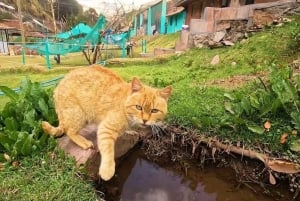 Cusco: besøk kolibriens natur og et herberge for ville dyr
