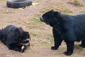 Cusco: besøk kolibriens natur og et herberge for ville dyr