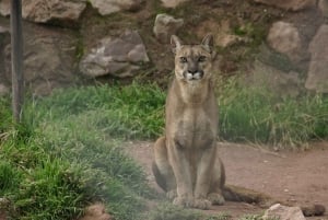 Cusco: besøk kolibriens natur og et herberge for ville dyr