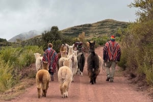 Cuzco: Paseo por la naturaleza con alpacas y llamas.