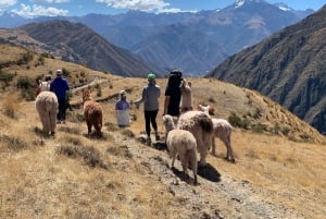 Cuzco: Paseo por la naturaleza con alpacas y llamas.