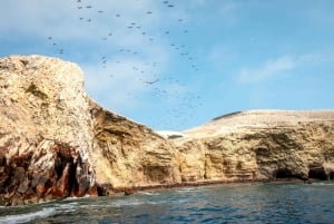 Visite d'une demi-journée : Îles Ballestas et réserve naturelle de Paracas