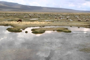 Day trip to Colca Canyon in Arequipa, leaving at 6:00 a.m.