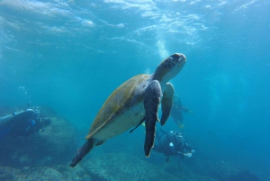 Paracas: Scuba Diving - Dive Discovery
