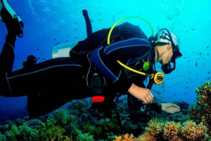 Paracas: Scuba Diving - Dive Discovery