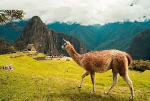 Oplev Machu Picchu: Guidet gruppetur Historisk sted