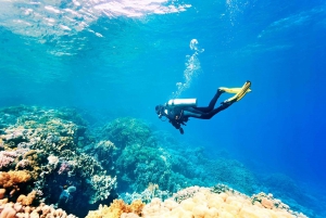 Mancora: Dive & Discover - Diving