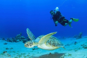 Mancora: Dive & Discover - Diving