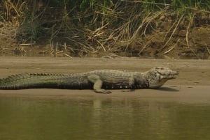 Excursion 2 days/1 nights in the jungle: Tambopata