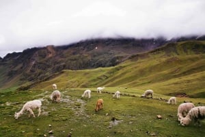 Depuis Cusco : Excursion guidée dans la montagne de l'arc-en-ciel avec transport