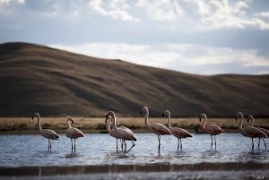 Utflukt: Lagunen og nasjonalreservatet Salinas og Aguada Blanca i Arequipa.