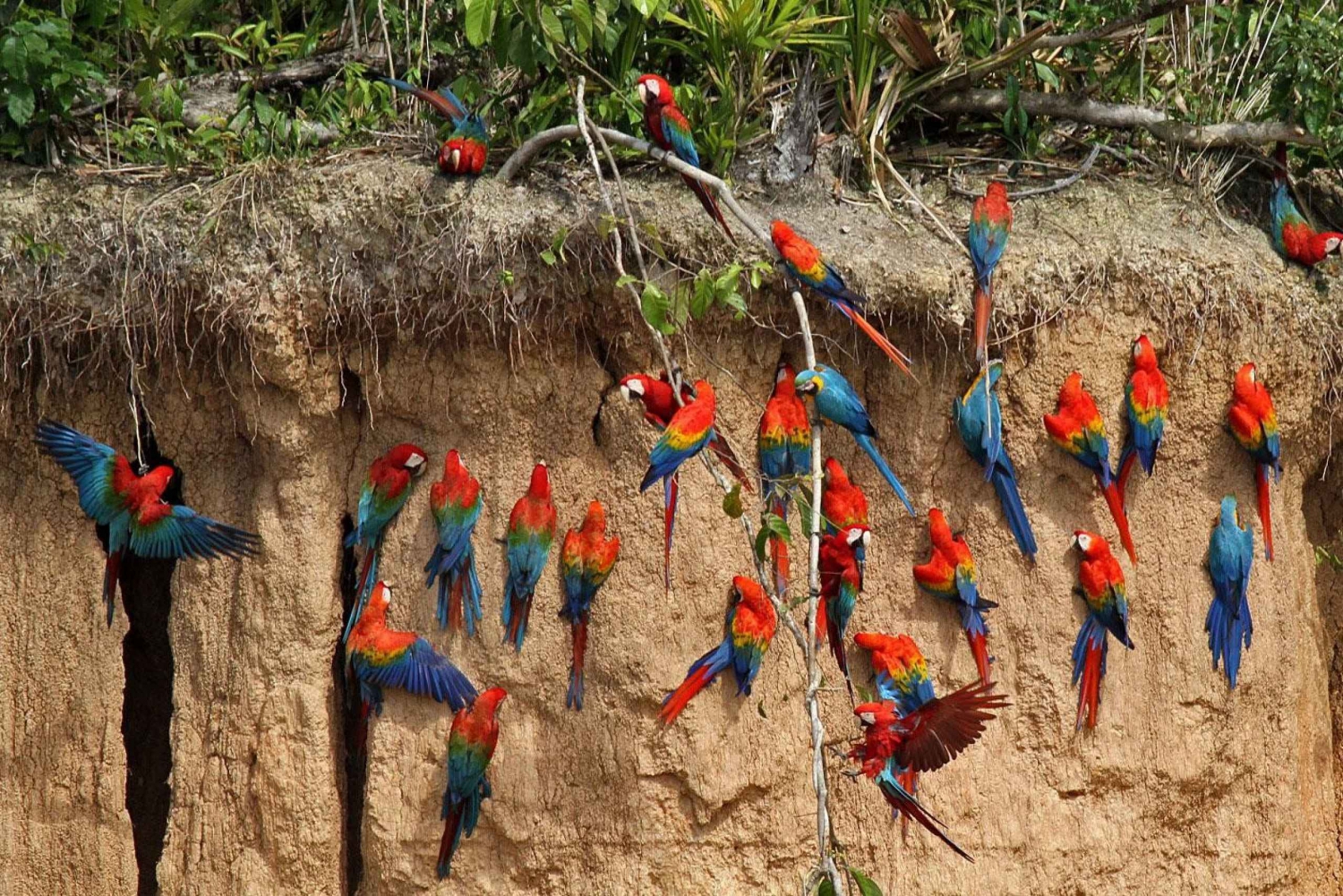 Excursion to the Chuncho clay lick for parrots and macaws.