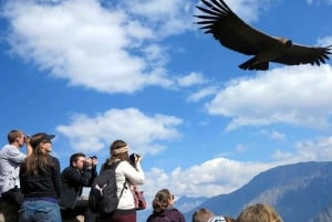 Excursion to the Colca Canyon ending in Puno