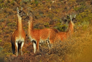 Excursion to the Salinas and Aguada Blanca National Reserve