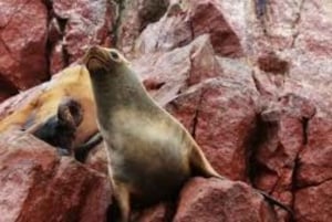 パラカスとイカを探索：サン・マルティン港出発