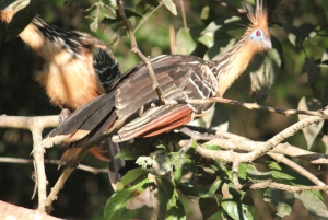 Explore Yasuní: 4-Day, 3-Night Getaway in a Standard Room