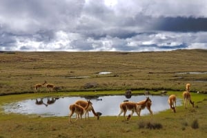 De Arequipa: Tour de 1 dia ao Canyon Colca com final em Puno
