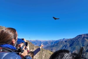 De Arequipa: Tour de 1 dia ao Canyon Colca com final em Puno
