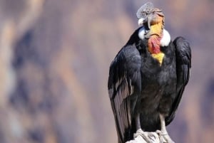 From Arequipa: 1-Day Colca Canyon Tour with Transfer to Puno