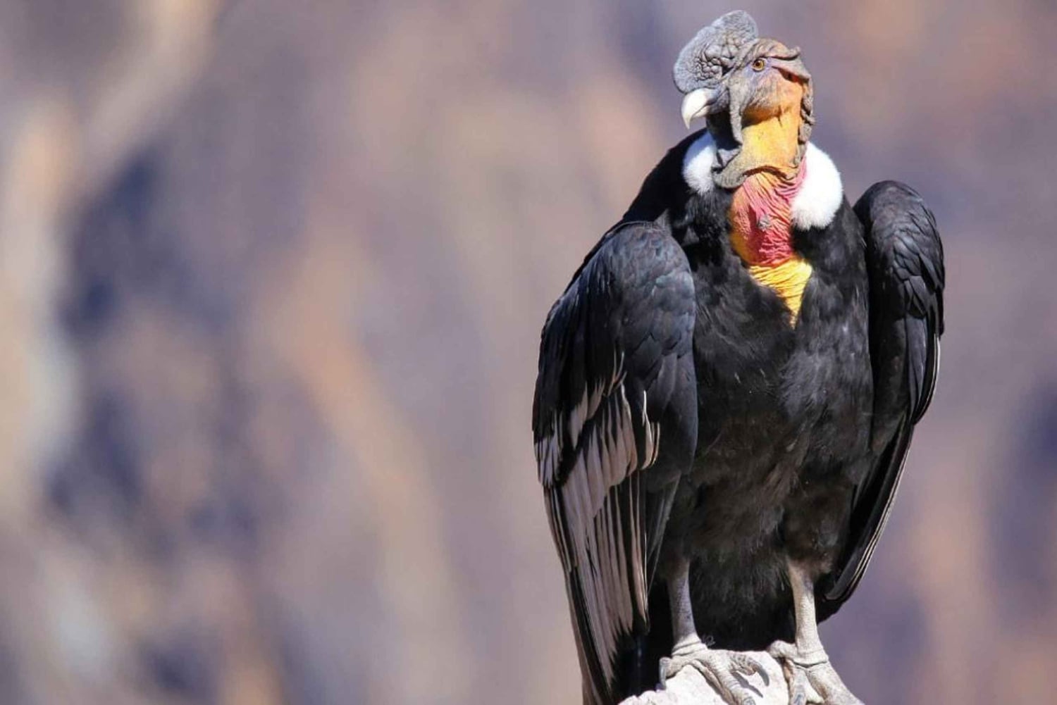 From Arequipa: 1-Day Guided Tour to Colca Canyon with Meals