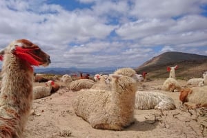 Из Арекипы: однодневный тур в каньон Колка