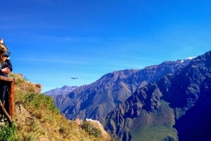 Fra Arequipa: 2-dagers rundtur i Colca Canyon med transfer til Puno